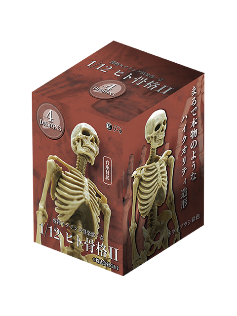 SO-TA 博物モデリング倶楽部・壱 1/12ヒト骨格2 【ランダム・単品販売】