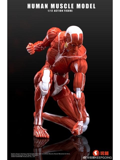 KEEPGOING Studio 人体筋肉模型 1/12スケール可動フィギュア レッド