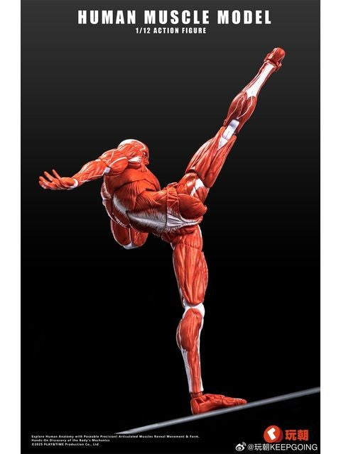 KEEPGOING Studio 人体筋肉模型 1/12スケール可動フィギュア レッド