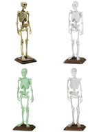 SO-TA 博物モデリング倶楽部・壱 1/12ヒト骨格2 【ランダム・単品販売】