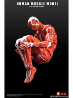 KEEPGOING Studio 人体筋肉模型 1/12スケール可動フィギュア レッド