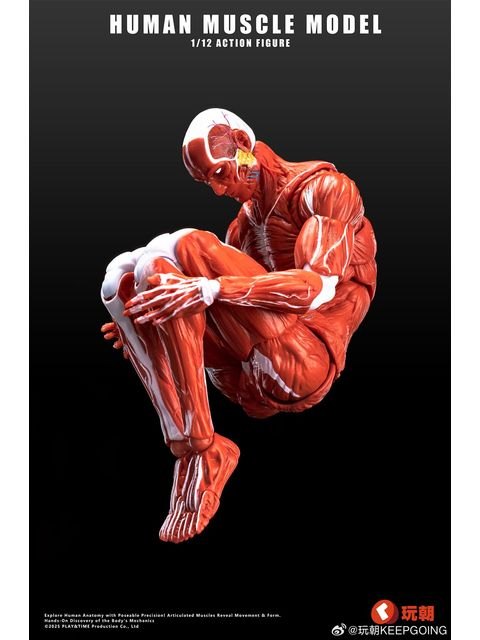 KEEPGOING Studio 人体筋肉模型 1/12スケール可動フィギュア レッド