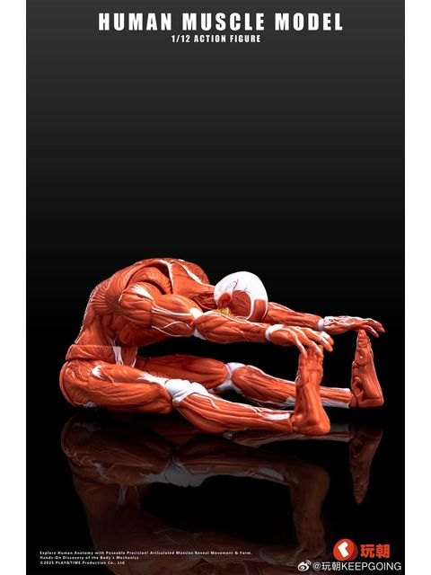 KEEPGOING Studio 人体筋肉模型 1/12スケール可動フィギュア レッド