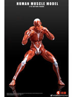 KEEPGOING Studio 人体筋肉模型 1/12スケール可動フィギュア レッド