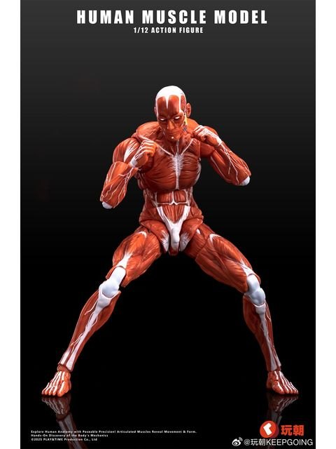 KEEPGOING Studio 人体筋肉模型 1/12スケール可動フィギュア レッド