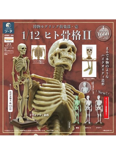 SO-TA 博物モデリング倶楽部・壱 1/12ヒト骨格2 【ランダム・単品販売】