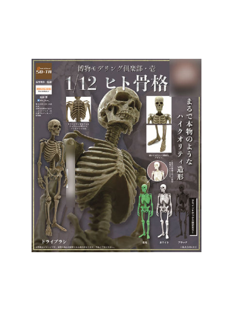 SO-TA 1/12 ヒト骨格 【再販】 博物モデリング倶楽部・壱 【ランダム・単品販売】