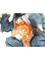 CCP AMC ガメラ2 ウルティメイト・プラズマ Ver. 「ガメラ2 レギオン襲来」 Artistic Monsters Collection