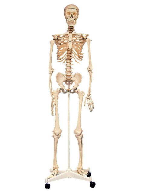 【大型商品】 童友社  全身骨格 160cm 人体解剖模型