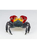 海洋堂 リボジオ アカテガニ