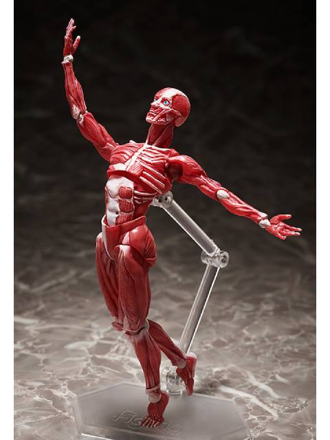 figma SP-142 人体模型 フリーイング