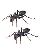 海洋堂 クロオオアリ REVO GEO リボジオ