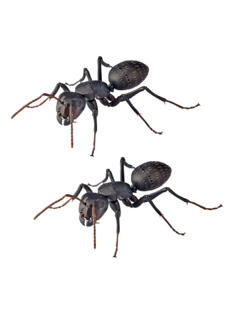 海洋堂 クロオオアリ REVO GEO リボジオ