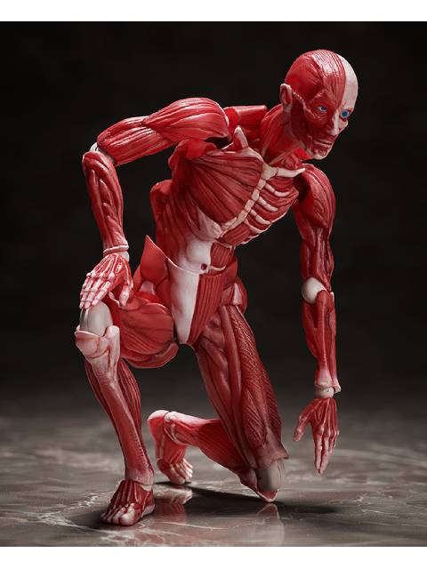 figma SP-142 人体模型 フリーイング
