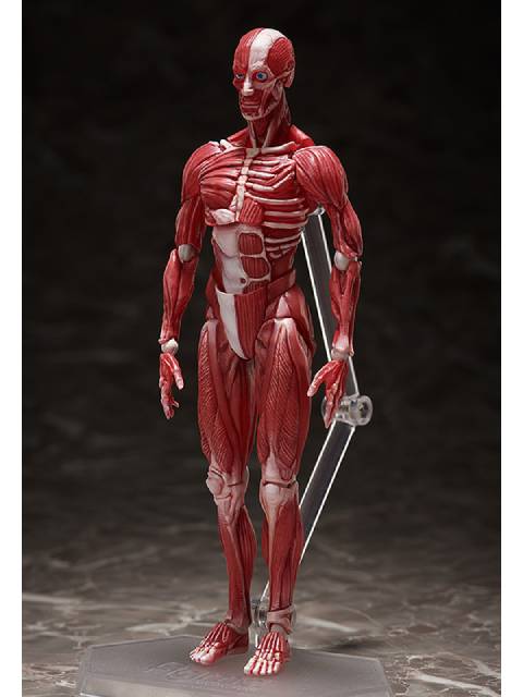 figma SP-142 人体模型 フリーイング