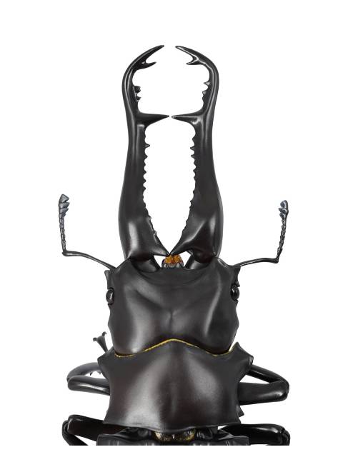 海洋堂 ギラファノコギリクワガタ REVO GEO(リボジオ)