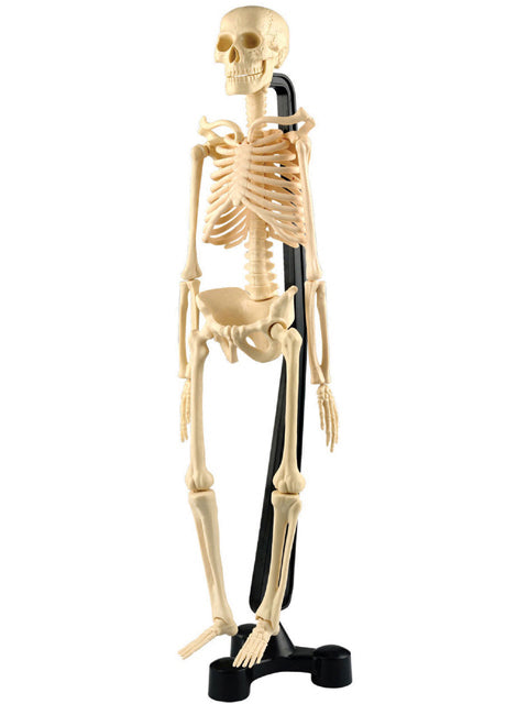童友社 人体模型シリーズ 全身骨格 46cm