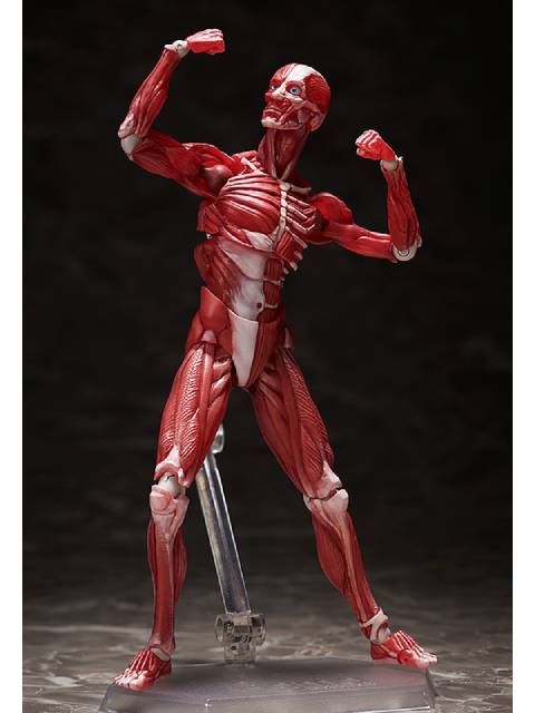 figma SP-142 人体模型 フリーイング
