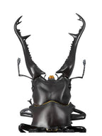 海洋堂 ギラファノコギリクワガタ REVO GEO(リボジオ)