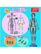 ホビーベース 1/12 素材ちゃん Mサイズ ライトフレッシュ 【PPC-T45】 プレミアムパーツコレクション 関節技EX