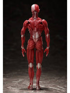 figma SP-142 人体模型 フリーイング