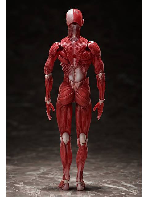 figma SP-142 人体模型 フリーイング