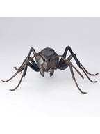 海洋堂 クロオオアリ REVO GEO リボジオ